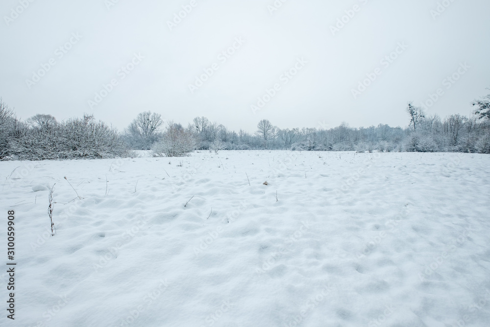 Frozen winter meadow surrounded by forest.