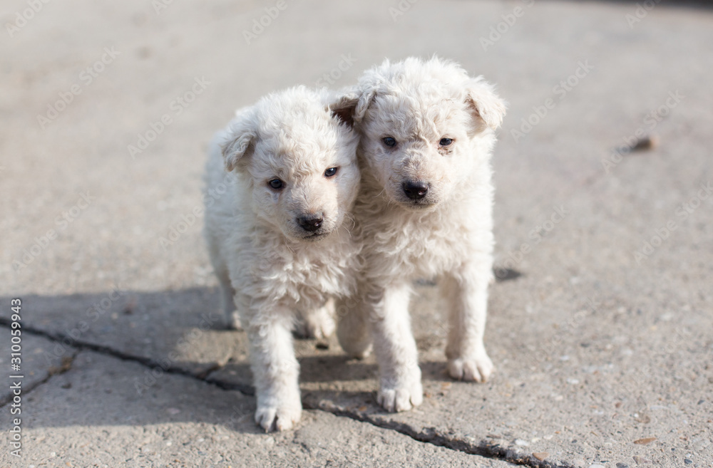 Cute white puppies playing