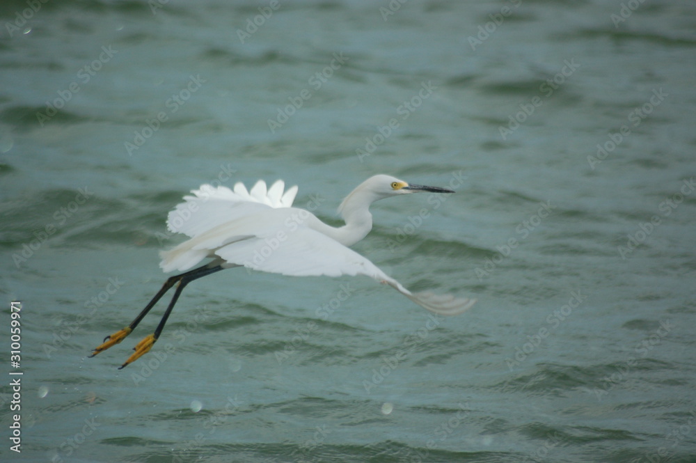 Egret Egret