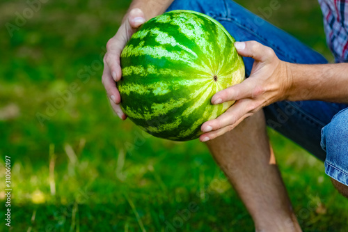 watermelon in the hands of a guy on nature in the park