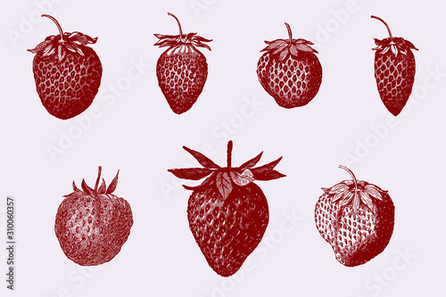 Group of different garden strawberry varieties in row, after antique illustrations from 19th century
