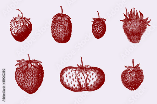 Group of garden strawberries of different varieties after vintage illustrations from the 19th century