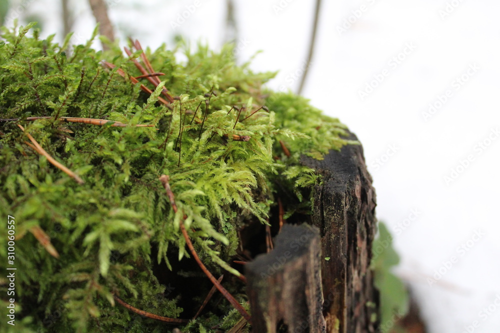 old tree stump in autumn in the woods old tree stump in autumn in the woods
