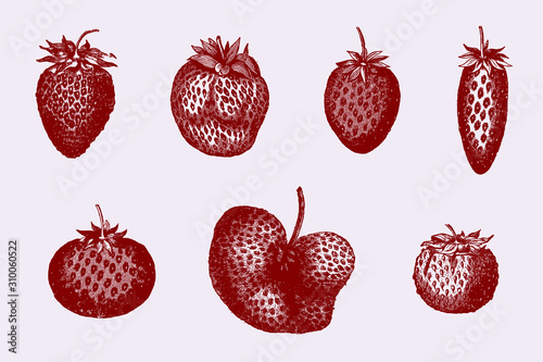 Set of garden strawberry varieties in different shapes in a row, after antique illustrations from 19th century