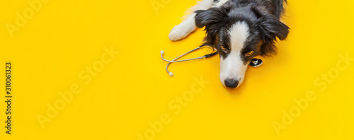 Puppy dog border collie and stethoscope isolated on yellow background. Little dog on reception at veterinary doctor in vet clinic. Pet health care and animals concept Banner