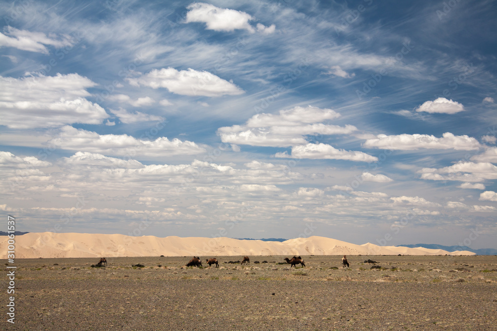 Camels Camelus bactrianus in mongolian steppe