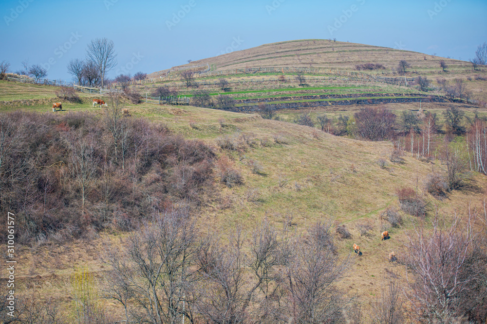 Springtime landscape