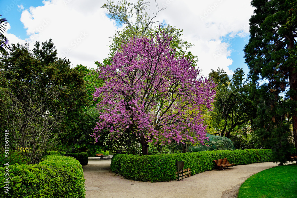 The Royal Botanical Gardens in Madrid, Spain, Europe