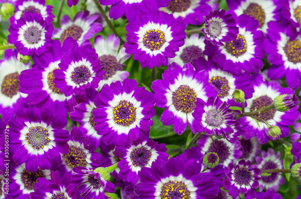 sfondo di fiori di cineraria