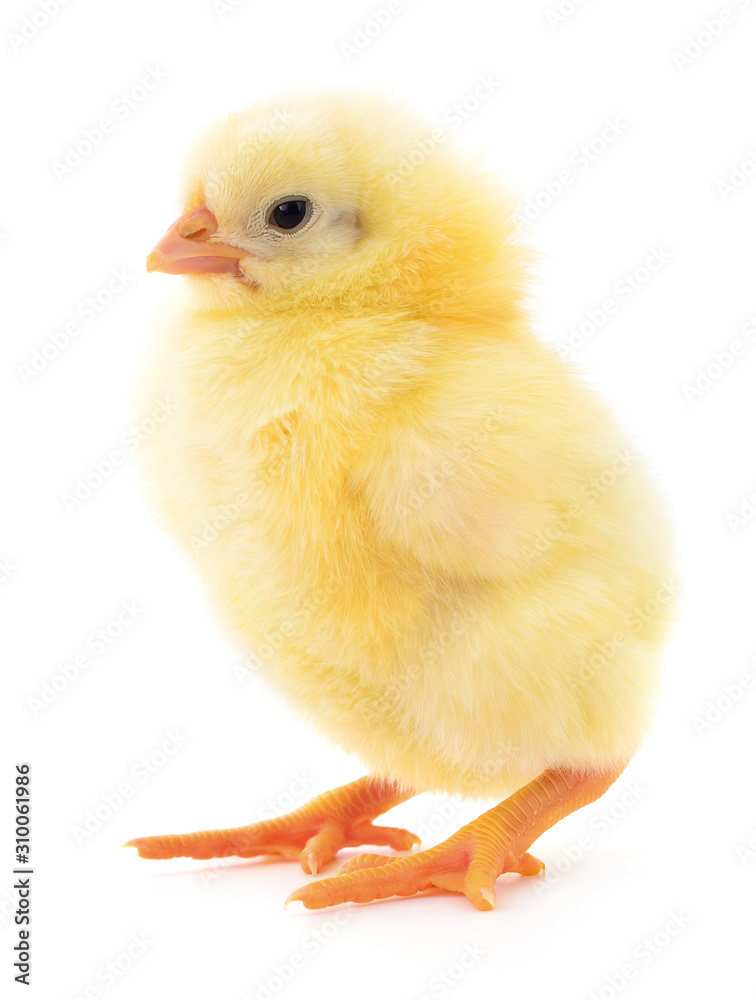 Small yellow chicken Small yellow chicken