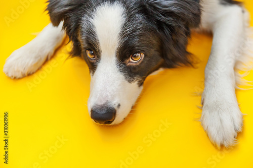 Fototapeta Naklejka Na Ścianę i Meble -  Funny studio portrait of cute smilling puppy dog border collie isolated on yellow background. New lovely member of family little dog gazing and waiting for reward. Pet care and animals concept