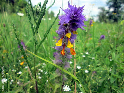 Melampyrum nemorosum — blue-violet yellow flower