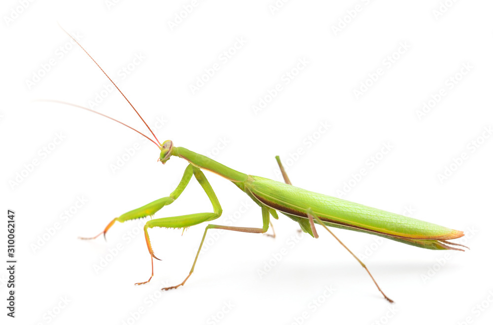 Mantis isolated on white background. Mantis isolated on white background.