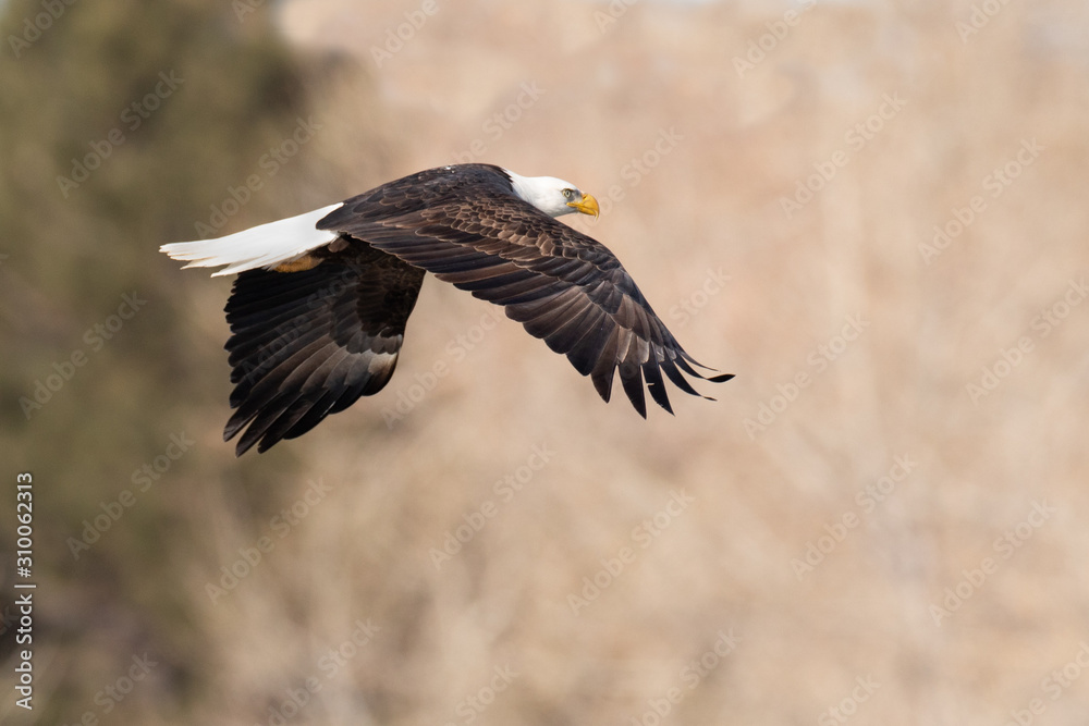 Fototapeta premium American Bald Eagle