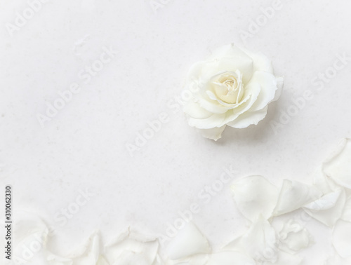 Fototapeta Naklejka Na Ścianę i Meble -  Beautiful white rose and petals on white background. Ideal for greeting cards for wedding, birthday, Valentine's Day, Mother's Day
