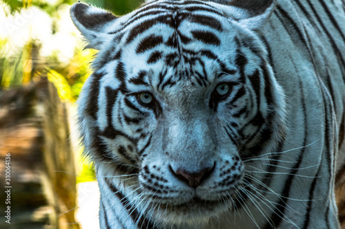 Tigre Branco  Panthera tigris 