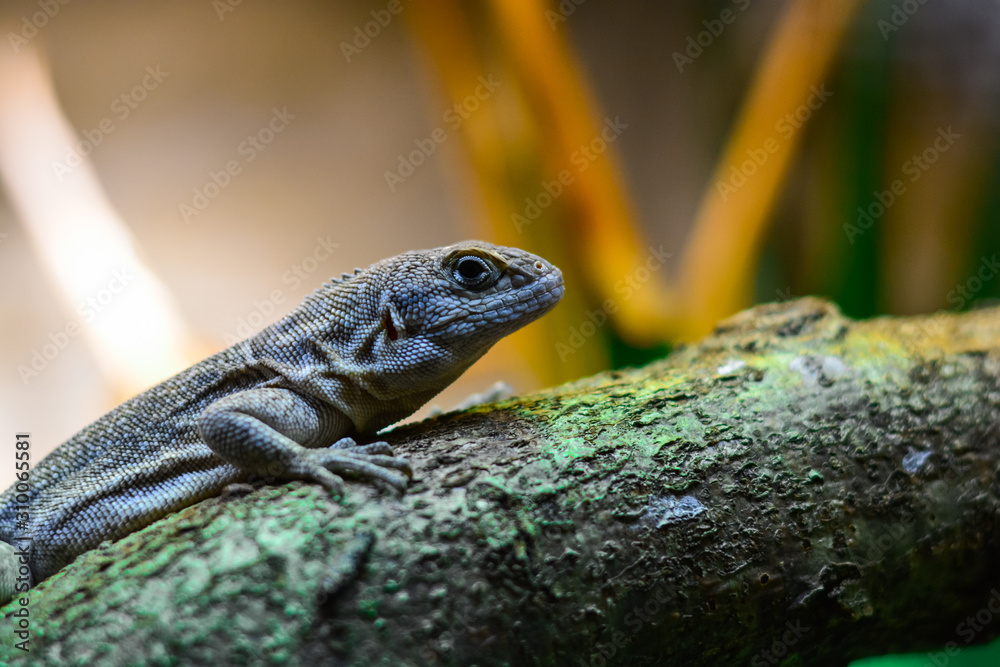 Picture of lizard climbing tree trunk and looking with clever expression if there is any danger over blurred nature background. Picture of lizard climbing tree trunk and looking with clever expression if there is any danger over blurred nature background.