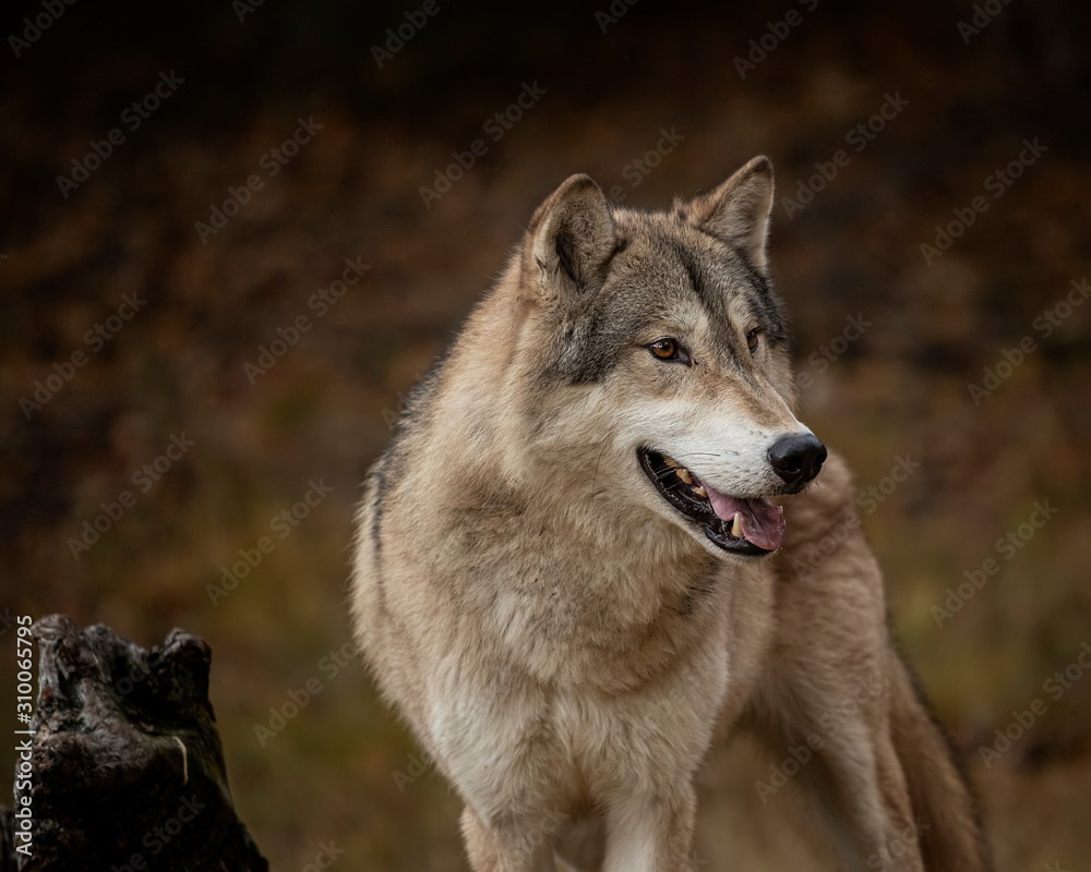 Fototapeta premium Wolf Pack at Triple D