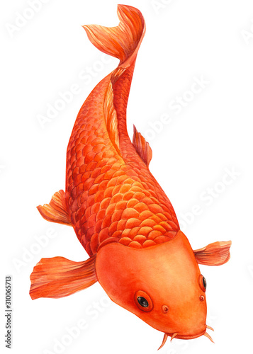 Canvas Print orange koi, carp fish on an isolated white background, watercolor painting