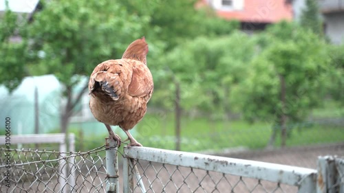 hen on the fence