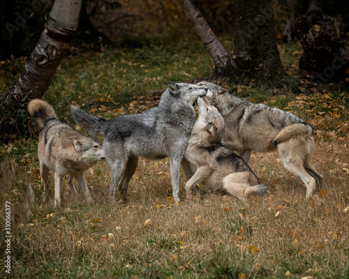 Wolf Pack at Triple D © Carol