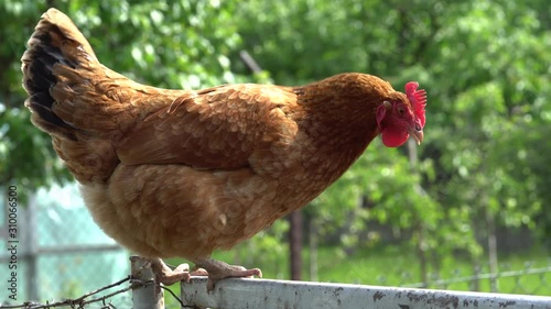 hen on the fence
