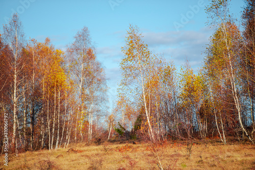 Birch trees on the morn ing november day
