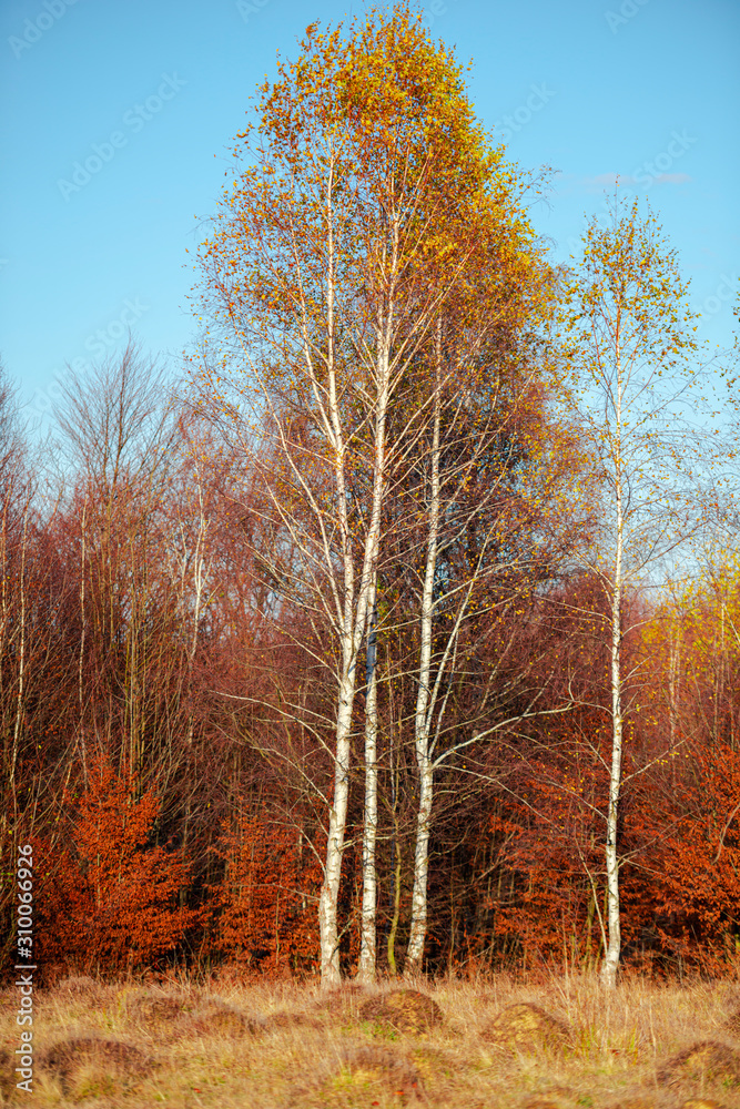 Birch trees on the morn ing november day