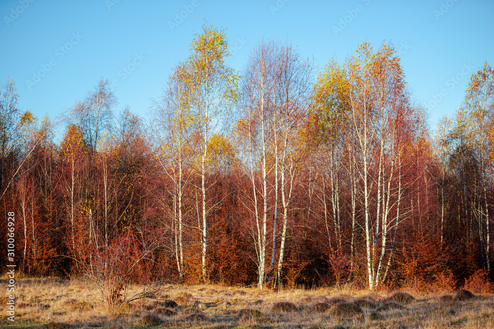 Fototapeta premium Birch tree landscape in the fall