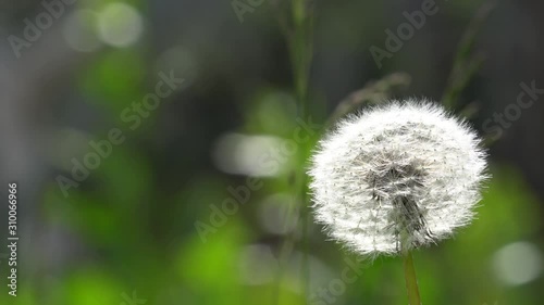 Taraxacum in the garden
