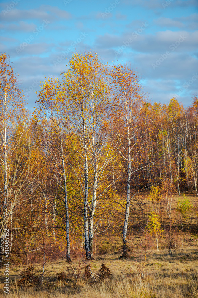 Fototapeta premium Birch tree landscape in the fall