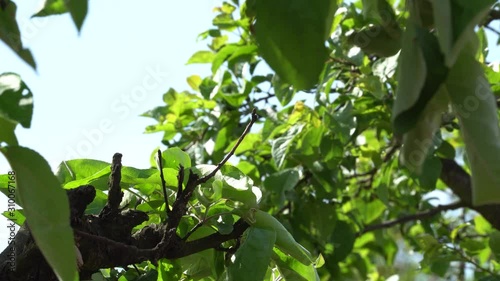 apple tree in the garden