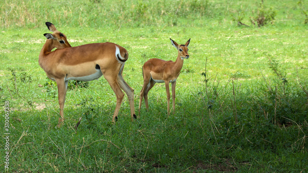 Fawn with mother in the plain of Kenya in Africa