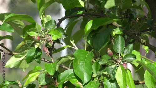apple tree in the garden