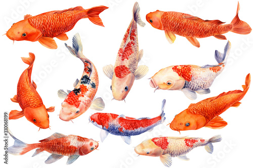 Photography Set of koi, carp fish on an isolated white background, watercolor illustration,