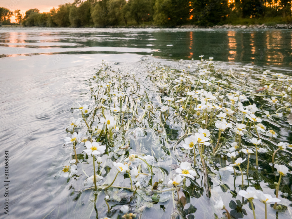 Obraz premium Seegras