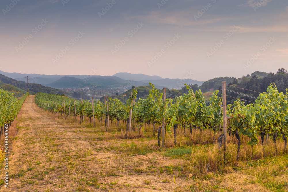 Fototapeta premium Weinberge