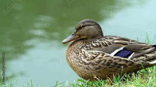 ducks in the park