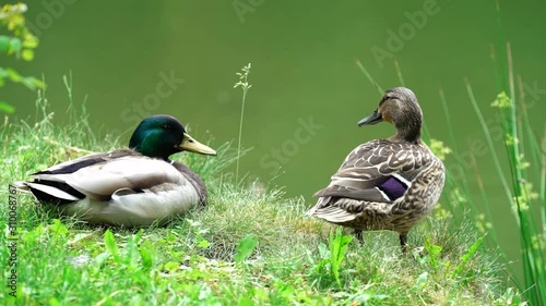 ducks in the park