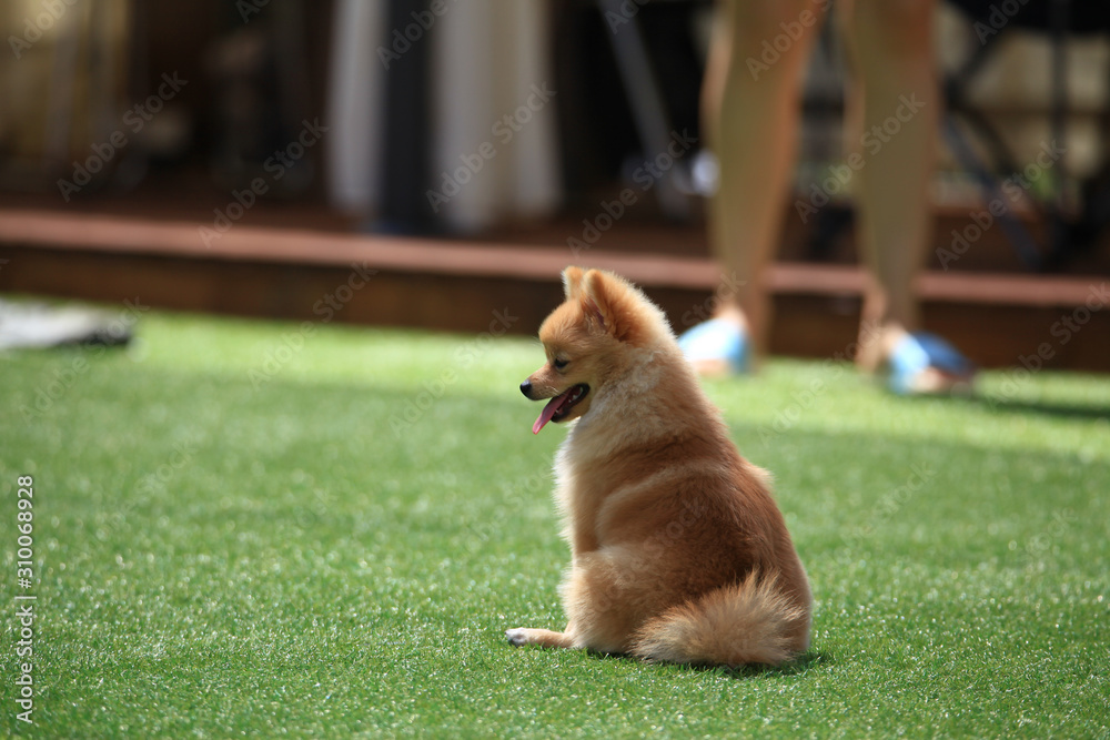 Happy puppies in a private playground Happy puppies in a private playground