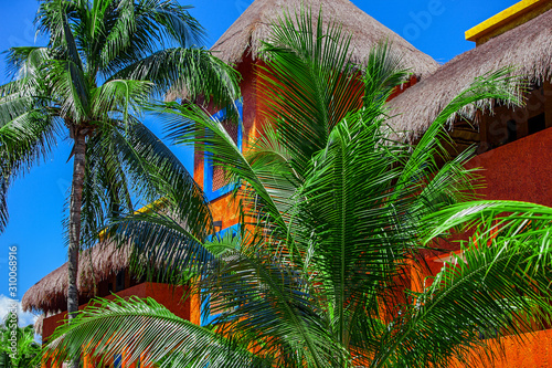 architectural design and tropical palms