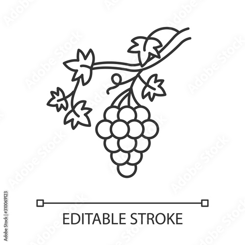 Grapevine linear icon. Brush of grapes on branch. Viticulture, winemaking. Symbol of wealth, abundance. Thin line illustration. Contour symbol. Vector isolated outline drawing. Editable stroke