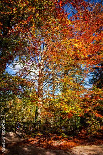 Autumn landscape in Plitvice Jezera Park  Croatia
