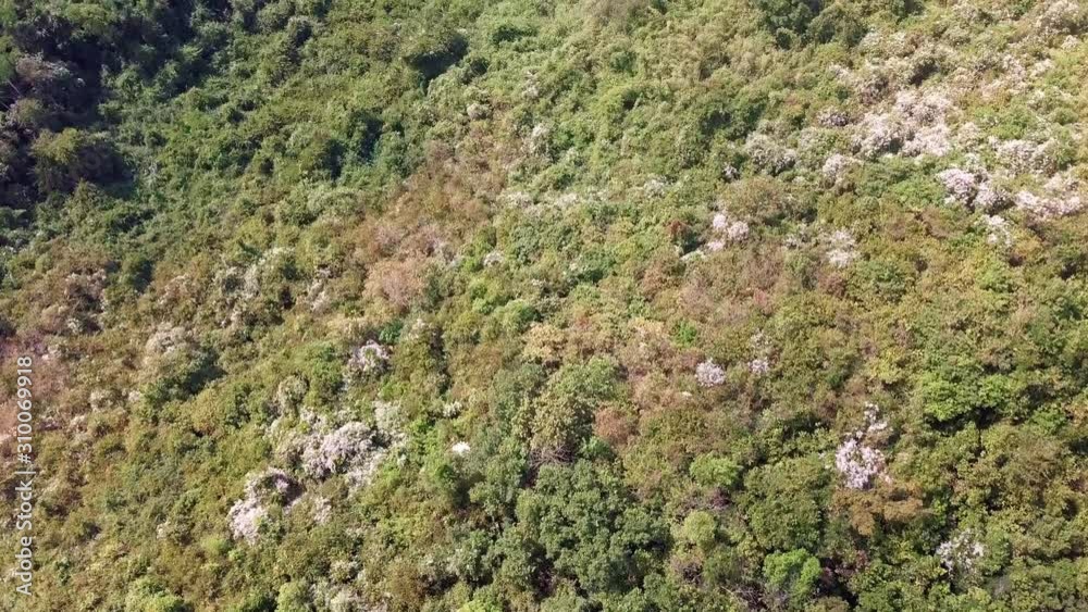 Aerial of flying over a beautiful green forest in mountain. Aerial of flying over a beautiful green forest in mountain.