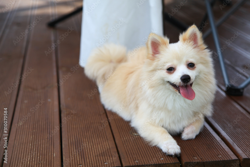 Happy puppies in a private playground Happy puppies in a private playground