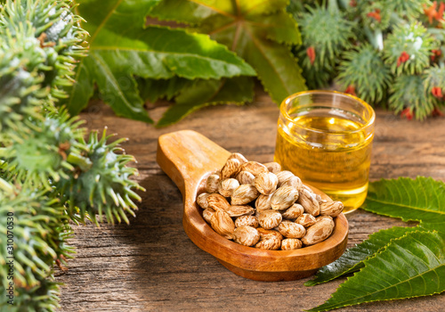 Castor oil with dry and green beans - Ricinus communis