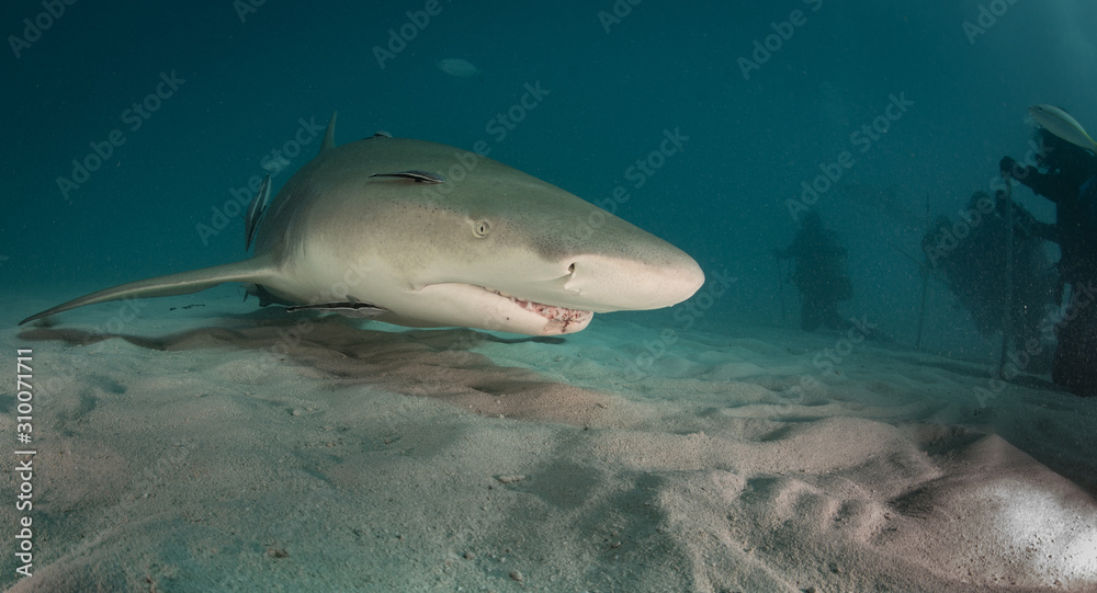 Fototapeta premium Reef and Lemon sharks at Tiger Beach, Bahamas