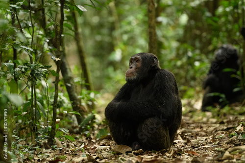 Africa Chimpanzee