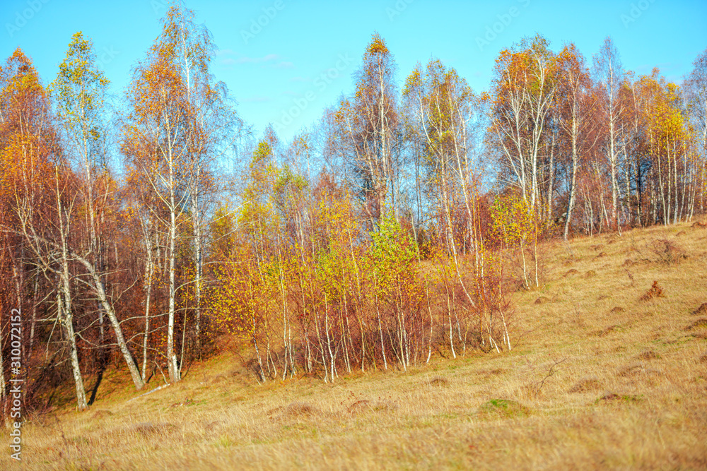 November birch trees landscape November birch trees landscape