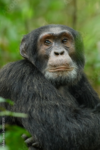 Chimpanzee  © Alejandro Cupi